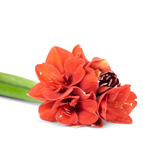 Custom Amaryllis bouquet